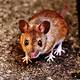 Surefire Ways to Get Rid of Mice & Rats