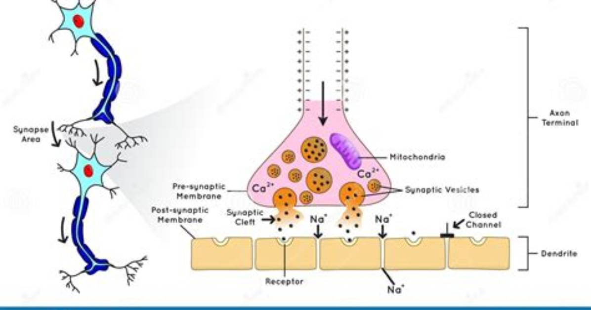 Synapse