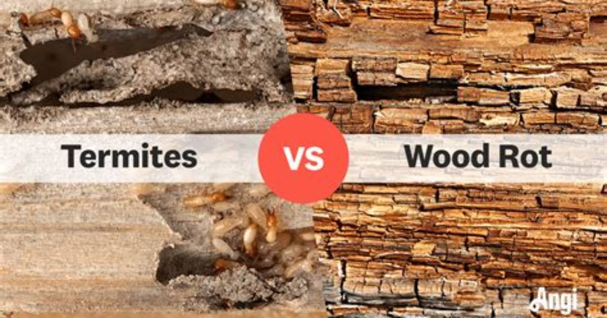 Termite Damage Vs. Wood Rot