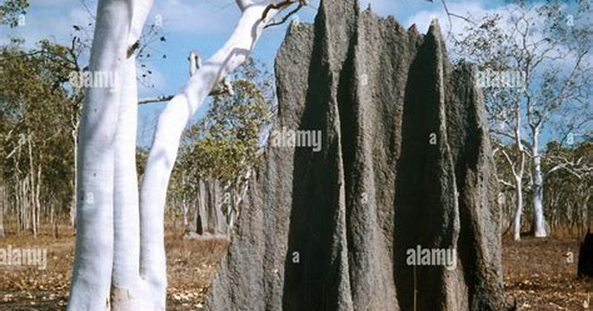 Termites Eucalyptus