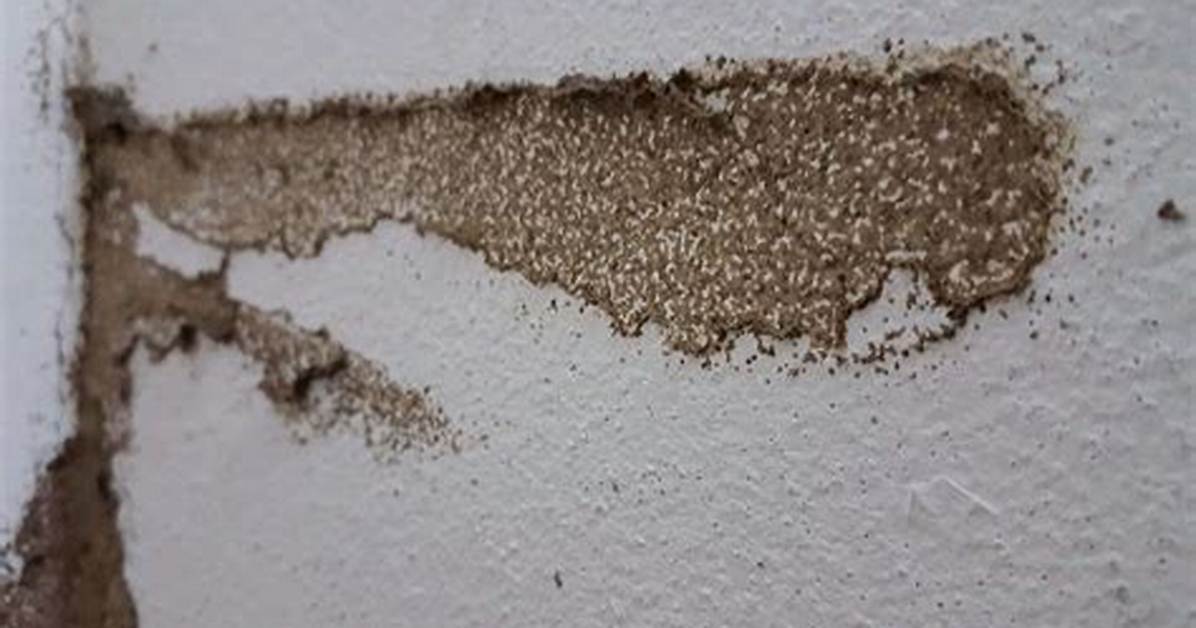 Termites in Sheetrock