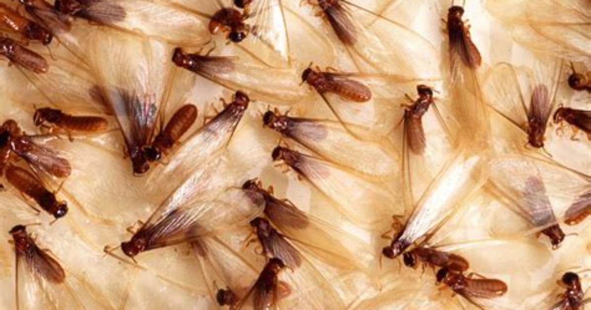 Termites In