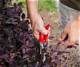 The Best Time to Prune Loropetalum