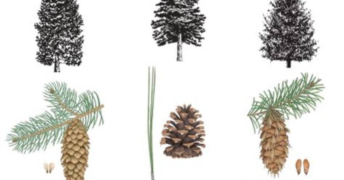The Difference Between Pine Fir