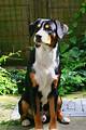 The Enigmatic Short Haired Bernese Mountain Dog: a Unique Companion