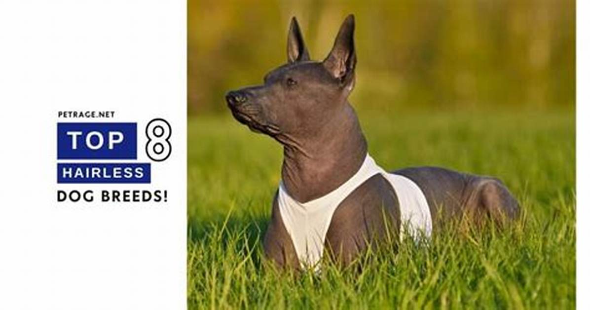 The Essential Guide to Hairless Dogs Your Comprehensive