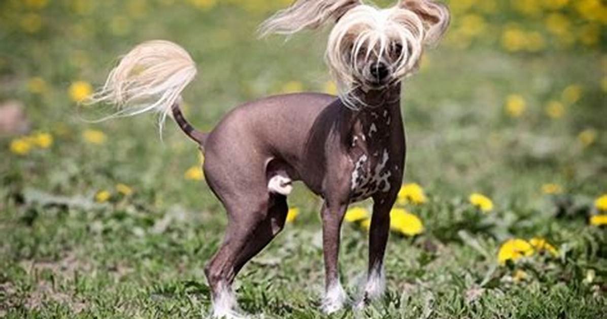The Essential Guide to Hairless Dogs