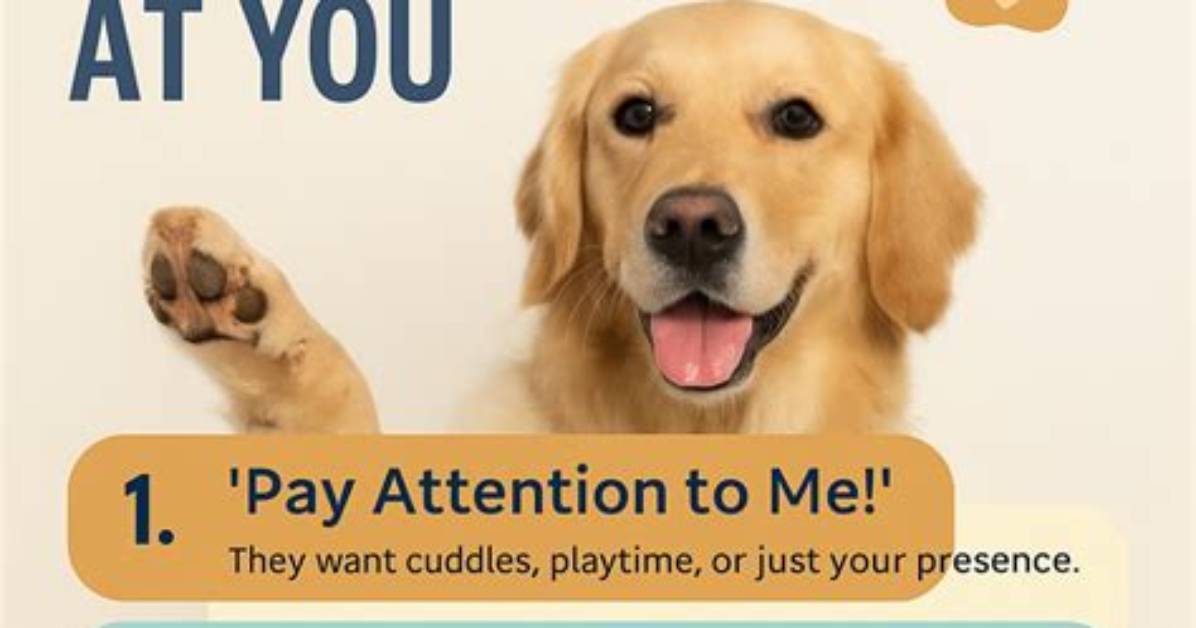 The Essential Guide to Pawing Your Way To