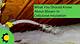 The Expected Lifetime of Blown-in Cellulose Insulation
