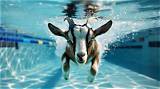 The Goat of Swimming: Greatest Swimmer Ever?