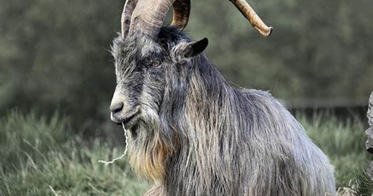 The Goat Of