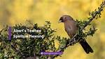 The Hidden Meaning Behind the "Partridge in a Pear Tree" Christmas Carol