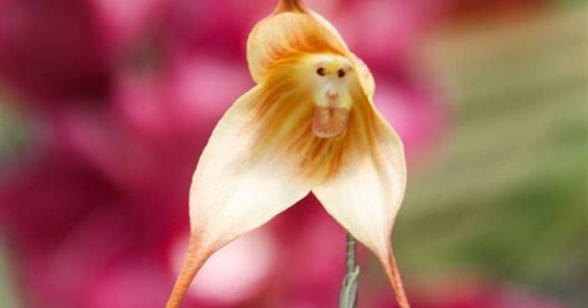 The Himalayan Monkey Flower Is Wowing People on Social Media, but Is It Real?
