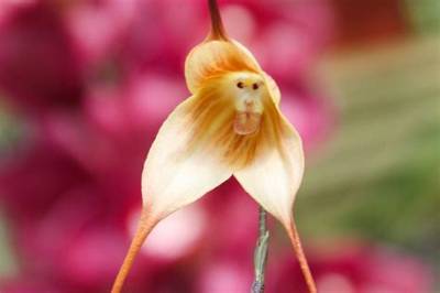 The Himalayan Monkey Flower Is Wowing People on Social Media, but Is It Real?