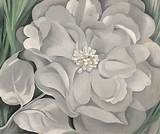 The Meaning of White Calico Flower by Georgia O'keeffe
