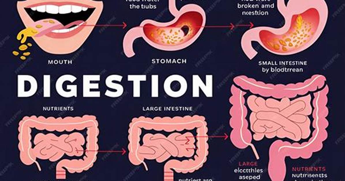 The Third Stage of Digestion Is Absorption, Which Begins When Food Enters the _____.