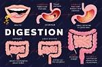 The Third Stage of Digestion Is Absorption, Which Begins When Food Enters the _____.