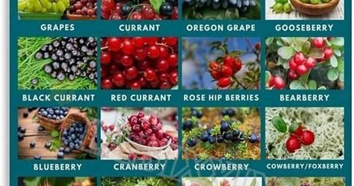 The Ultimate Guide to Berry Sergio Varieties Cultivation And