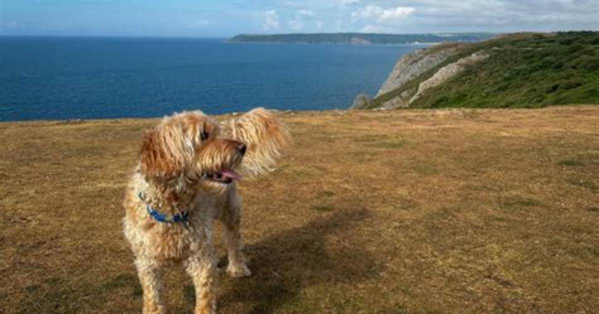 The Ultimate Guide to Dog-Friendly Cliffs: Safety Tips and Scenic Views