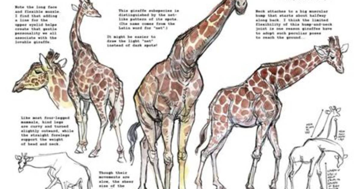 The Ultimate Guide to Giraffe Antlers Explore Sizes Shapes And