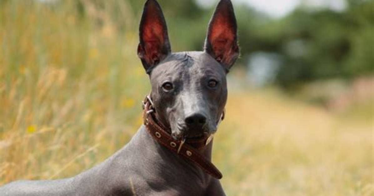 The Ultimate Guide to Hairless Dogs: All About Furless Canines