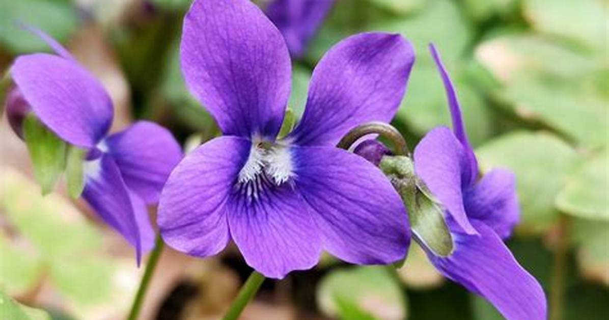 The Ultimate Guide to Marshall Violets: History, Care, and Propagation