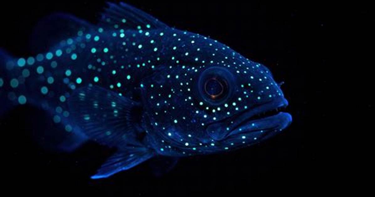 The Unbelievable Gigantactis Fish Bioluminescence in The