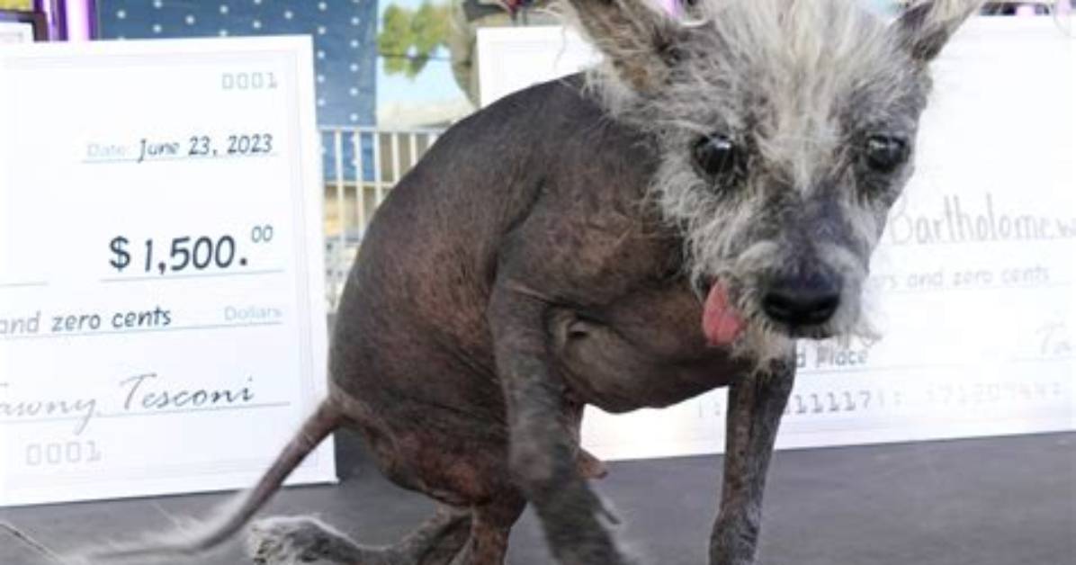 The World S Ugliest Dog a Canine