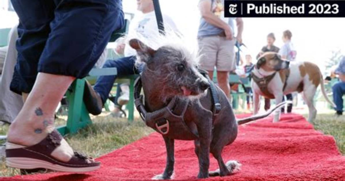 The World S Ugliest Dog A