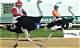 Thrills and History of Ostrich Racing: a Unique Spectacle