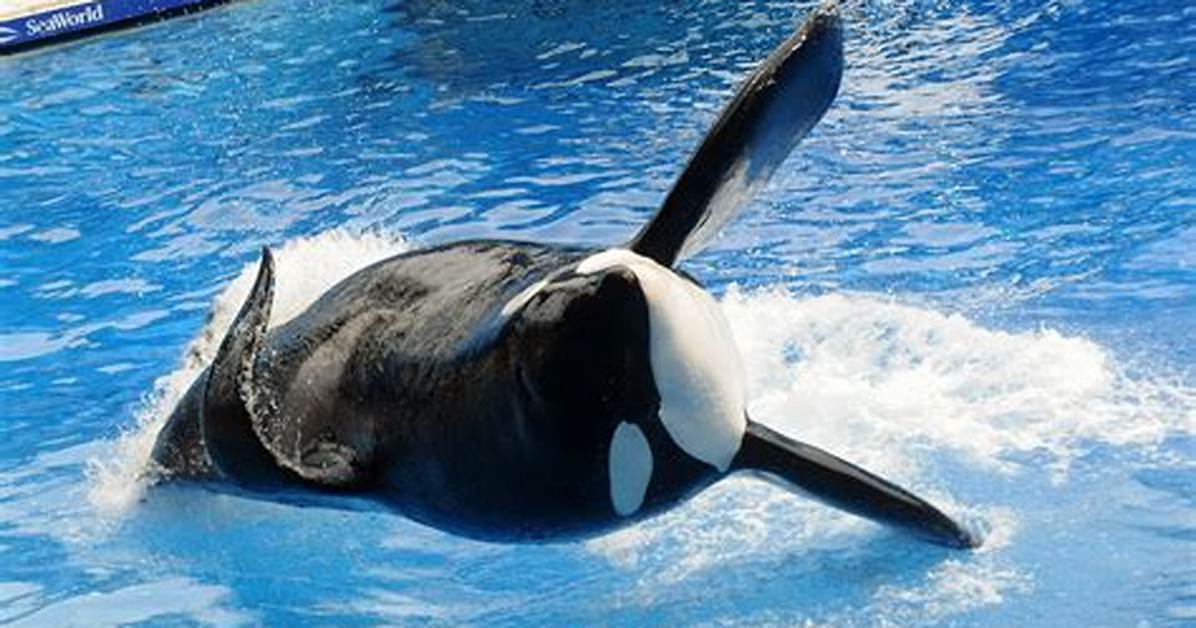 Tilikum