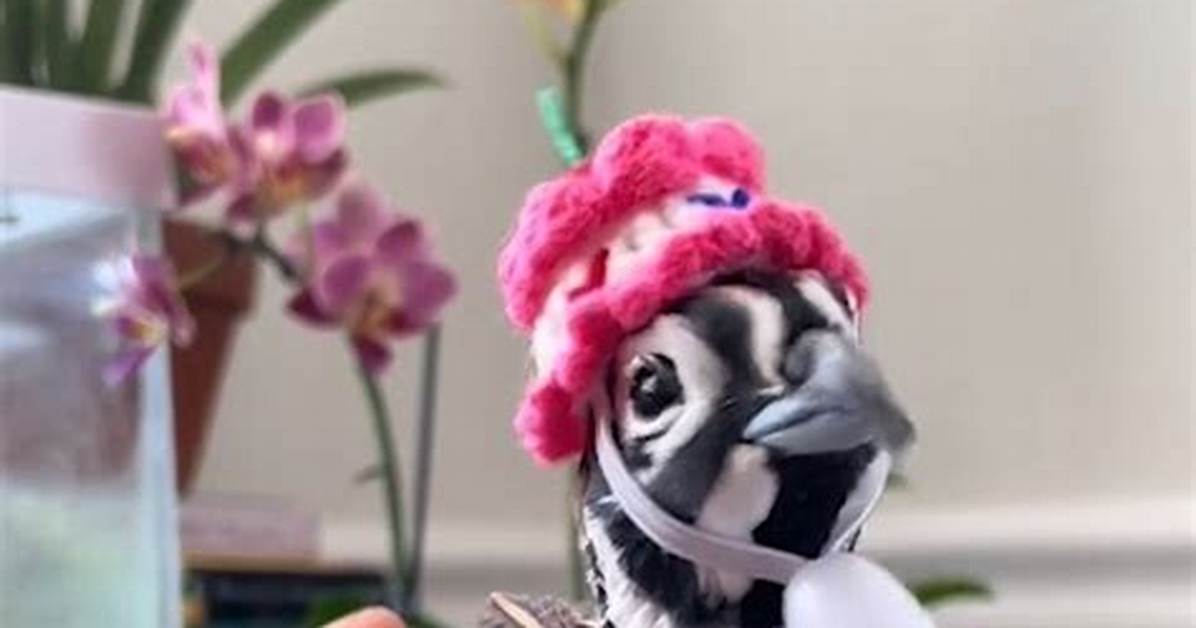 Tiny Texie: the Miniature Wonder Redefining Fashion and Style