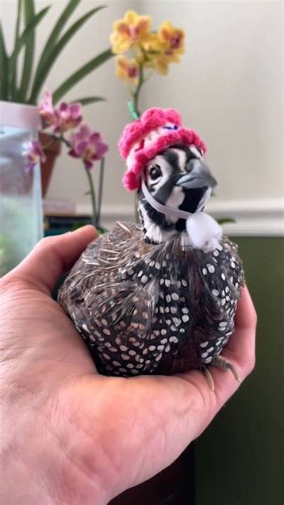 Tiny Texie: the Miniature Wonder Redefining Fashion and Style