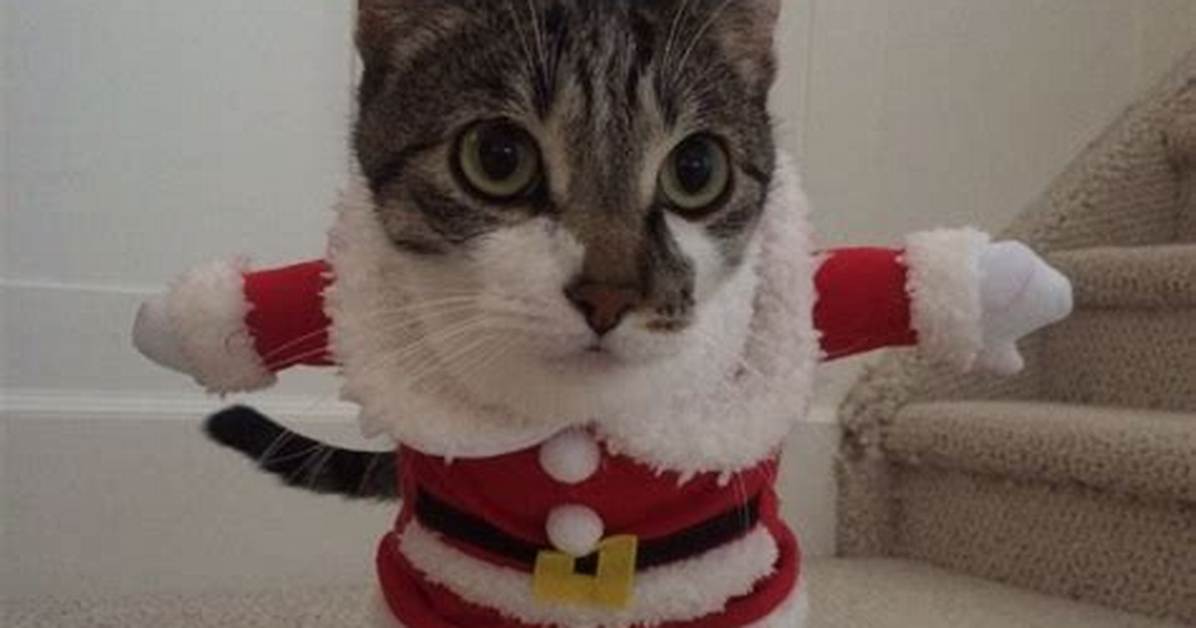 Tragic Loss: Niki Cat Fatality in Horrific Car Accident