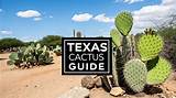 Types of Cactus in Texas