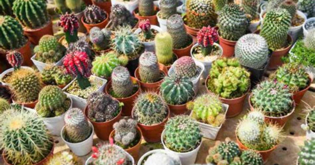 Types of Cactus In