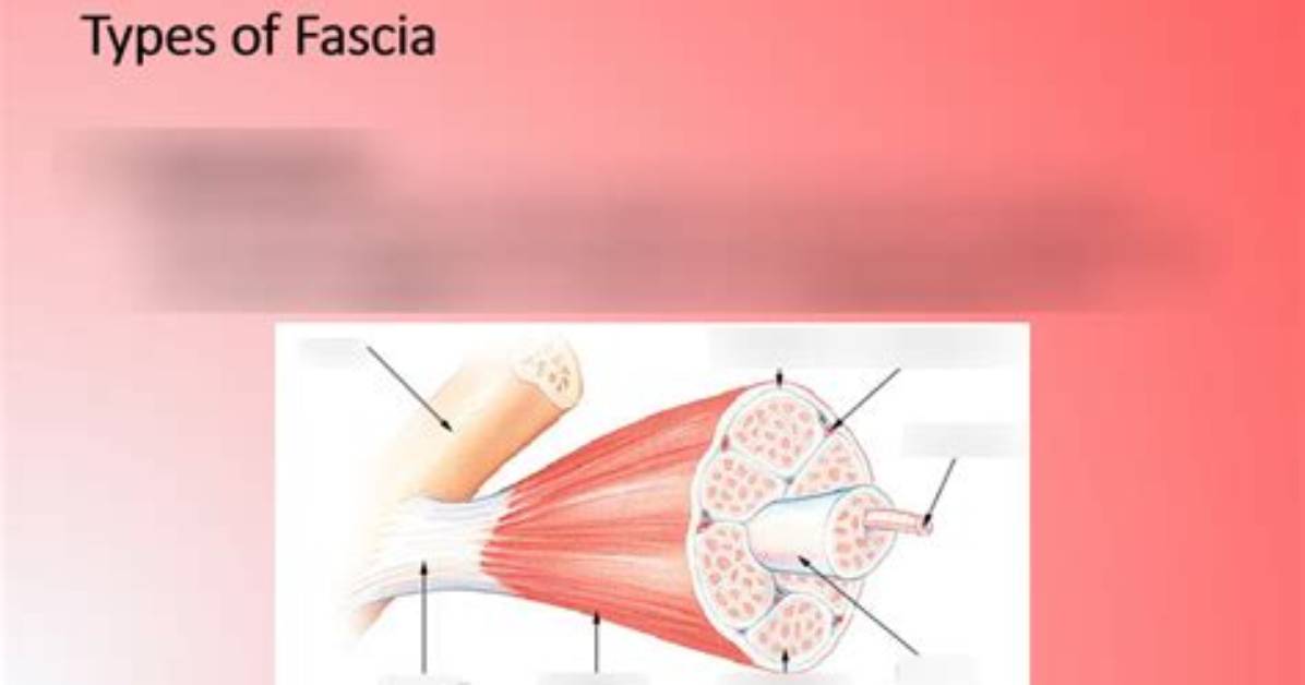 Types of Fascia