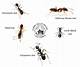 Types of House Ants in Georgia