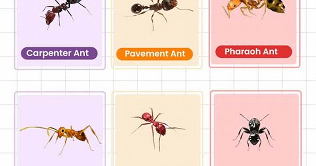 Types of House Ants In