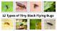 Types of Little Black Flying Insects
