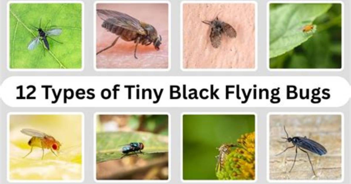 Types of Little Black Flying