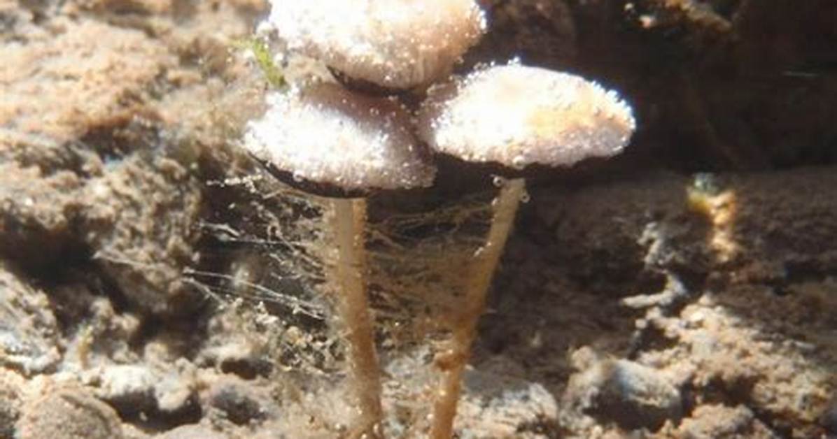 Types of Underwater Fungus