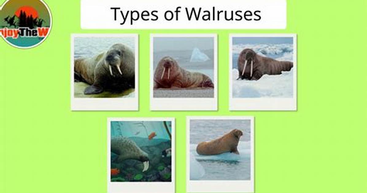 Types Of