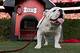 Uga Dog: the Beloved Mascot of the University of Georgia