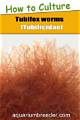 Ultimate Guide to Tubifex Worms: Benefits, Habitats, and Care