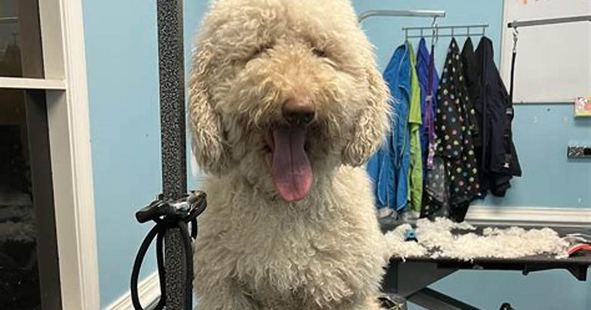 Uncover the Secrets to Detangling Matted Labradoodle