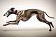 Understanding Greyhound Tracker: the Ultimate Guide to Tracking Your Greyhound