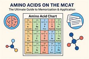 Understanding Perfectamino: the Ultimate Guide to Amino Acids for Optimal Health