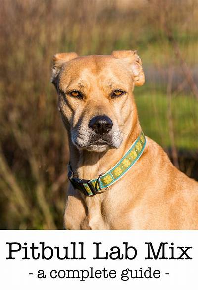 Understanding the Mixed Lab and Pitbull: a Comprehensive Guide