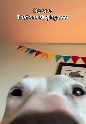 Understanding the Phenomenon of Animal Memes: a Joyful Exploration